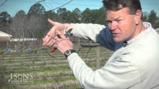 Ison's Nursery First Winter Pruning of Muscadine Vine's Instructional