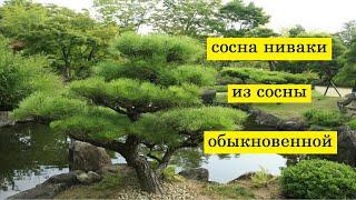 Как сформировать сосну ниваки из сосны обыкновенной и устроить сад ниваки на даче.