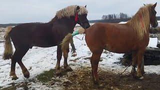 ЖЕРЕБЕЦ БАСТИОН И КОБЫЛА МАРУСЯ/ ЖЕНИМ/Stallion Bastion and mare get married