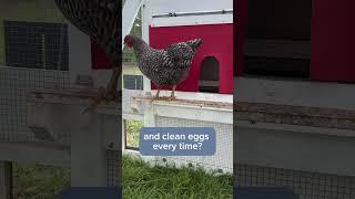 Easier chicken keeping is possible ⬇️
