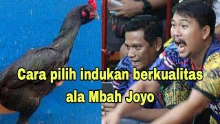 Cara pilih indukan yang berkualitas kata Mbah Joyo