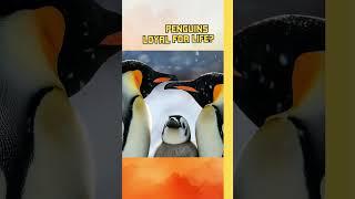 Are Penguins Loyal for Life?| The Wanderlust Way