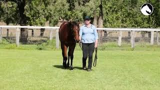 Toolooganvale Farm | MM Nat Yearling Sale - Lot 1401 Russian Revolutions x Valar Morghulis