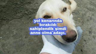 Sahiplendiğimiz  Lusi köpek artık anne olmaya aday.