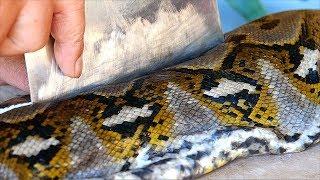 Indonesian Food - GIANT PYTHON Snake Curry Manado Indonesia