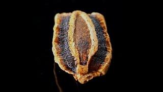 Seed-starting at Gourdlandia
