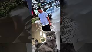 Slow it down! #cat #memes #dance #trending