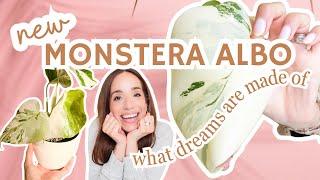 potting up my new dream monstera albo | combining two highly variegated propagations!