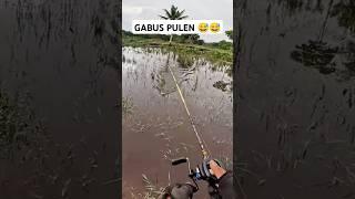 DI SANA TOBRUT, DISINI ADA GAPUL  #mancing #castinggabusdiparitkecil #fishing