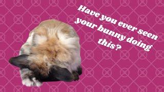 Identifying Types of Rabbit Poop