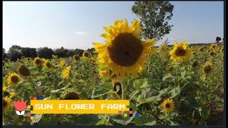 LITTLE WYTHEFORD SUNFLOWER FARM SHAWBURY WITH OURTIME VANLIFE