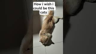 how i wish i could be this cats #cat #kitten #catscatscats #catperson #cutecat