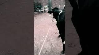 गो धन .......#cow #shorts