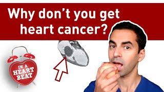 Why don't people get heart cancer?