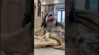  #dog #puppy #dogs #cute #dogshorts #funny #love #pets