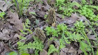 IL Morel Mushroom Patch