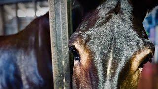 What IS a Mule? Equine Genetics with Ben