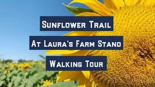 Walking the Sunflower Trail at Laura’s Farm Stand