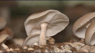 Ellijay Mushroom Producer Strengthens a Community