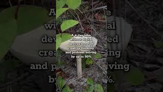 Tech Detox #nature #naturelovers #naturephotography #mentalhealth #psychology #psychologyfacts #hsp