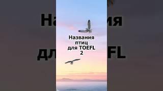 Повторяем названия птиц для экзамена TOEFL