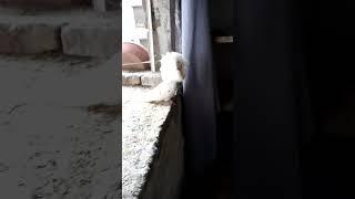 white jacobin #shorts #jacobin_pigeons #jacobin #jacobinpigeon