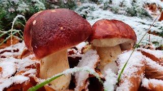 NOVEMBER AND FROST AND I AM A WHITE MUSHROOM IN THE FOG