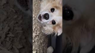 Long-haired Chihuahua Finley scooby theft