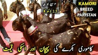 Kamori Goat Breed Of Pakistan | Types, Characteristics and Pricing Of Kamori Goats