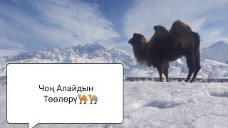 Чоң Алай районундагы Жекенди айылындагы Төөлөр