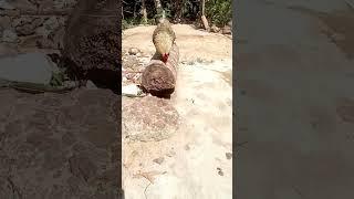 Esse sim sabe desfilar ,o inimitável