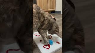 I love Gumbus art  #cat #entertaininganimals #funnyanimal #catsofyoutube #funnycat #catlover