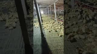 #duck #farmer #duckfarming #factory #animals #shorts