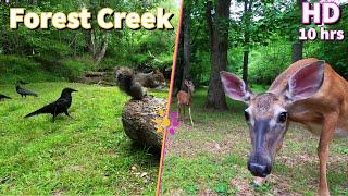 Entertain your pets with a Forest Stream featuring Squirrels, Crows and Deer | 10-Hour Cat & Dog TV