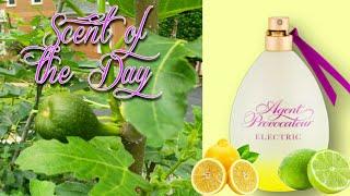 SOTD: Agent Provocateur Electric, a happy and bright citrus, fig, and sandalwood fragrance  