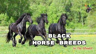 BLACK HORSE BREEDS IN THE WORLD