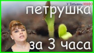 ПОТРЯСНО!!! Семена ПЕТРУШКИ проклюнутся через 3 часа?