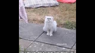 Страшный кот