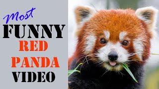 Funny Red Panda Video | Try Not To Laugh | Amazing Facts About Red Panda