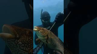 PINTO XXL AL ACECHO                                             PESCA SUBMARINA #shorts