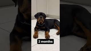 Roman rottweiler from age 2 months to full grown transition
