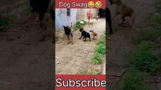 Dog Swag  #youtubeshorts #shorts #trending