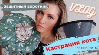 Кастрация кота, к чему готовиться? Защитный воротник после операции.