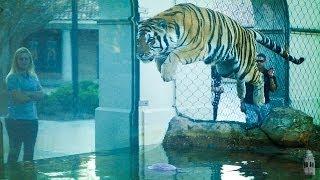 LSU's Mike the Tiger VI plays with his friend Jeff, Oct. 24, 2013