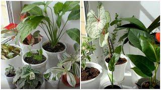 Мои комнатные растения сентябрь 2020 /House Plants September 2020/