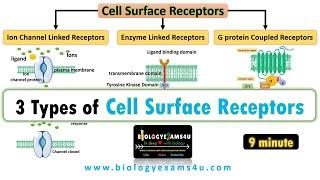 3 Types of Cell Surface Receptors|| Ion Channel Linked Receptors, Enzyme Linked Receptors and GPCR