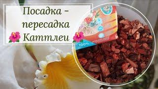 Посадка- пересадка каттлеи. Грунт, тонкости, нюансы.