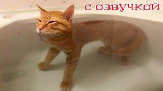 Приколы с котами! Смешные коты С ОЗВУЧКОЙ! ПРИКОЛЫ С ЖИВОТНЫМИ 2023!