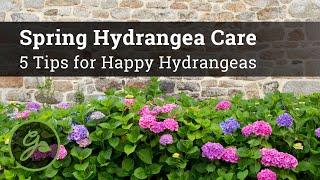 Spring Hydrangea Care - 5 Tips for Happy Hydrangeas