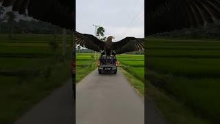 Giant Eagle Rides a Pickup Through the Fields! Unreal Scene in Rural Indonesia